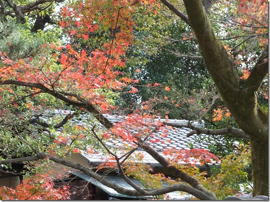 2016京都紅葉 703 2016京都紅葉 703