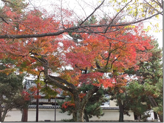 2016京都紅葉 705 2016京都紅葉 705