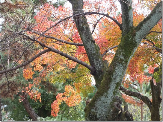 2016京都紅葉 707 2016京都紅葉 707