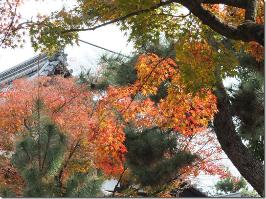2016京都紅葉 709 2016京都紅葉 709