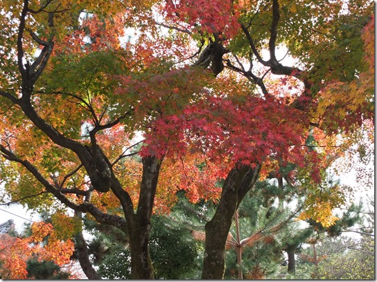 2016京都紅葉 711 2016京都紅葉 711