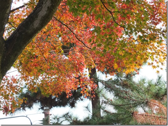 2016京都紅葉 712 2016京都紅葉 712