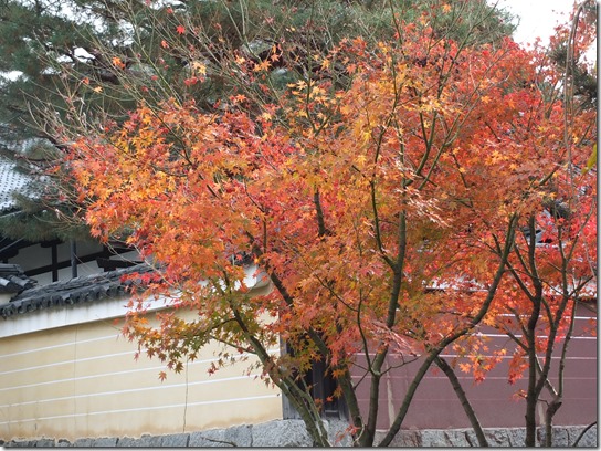 2016京都紅葉 715 2016京都紅葉 715