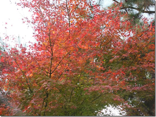 2016京都紅葉 716 2016京都紅葉 716