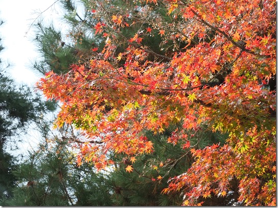 2016京都紅葉 730 2016京都紅葉 730