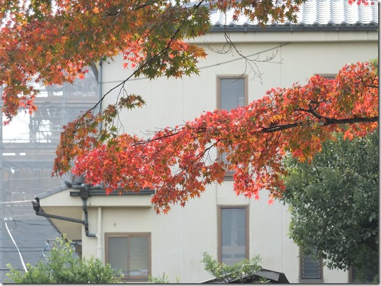 2016京都紅葉 733 2016京都紅葉 733
