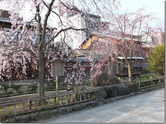 ２０１７京都桜 733
