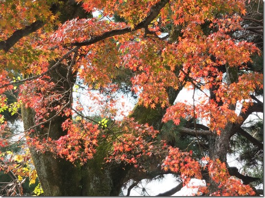 2016京都紅葉 734 2016京都紅葉 734