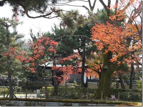 2016京都紅葉 740 2016京都紅葉 740