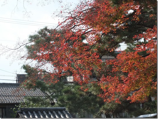 2016京都紅葉 742 2016京都紅葉 742