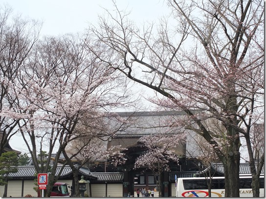 ２０１７京都桜 879