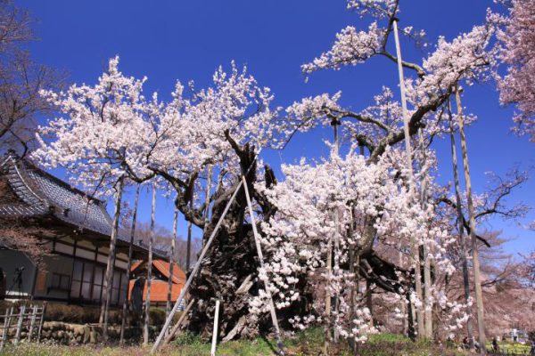 4040 山高神代桜と慈雲寺のイトサクラ＆日本一の桃源郷で桃の花見