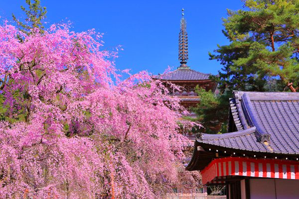 4039 京都屈指の桜名所巡り&京の町屋で贅沢な京懐石ランチ