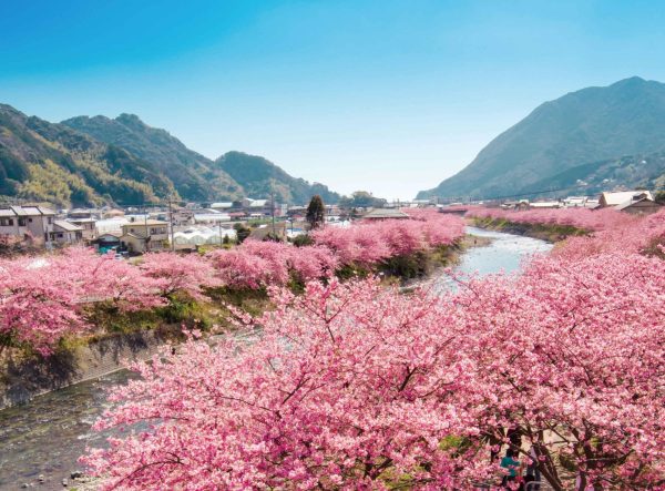 4160 河津桜まつりと伊豆いちご狩り1泊2日 「里山の別邸」下田セントラルホテル