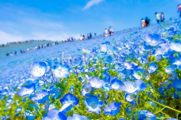 4175 国営ひたち海浜公園のネモフィラ＆館林のつつじ1泊2日