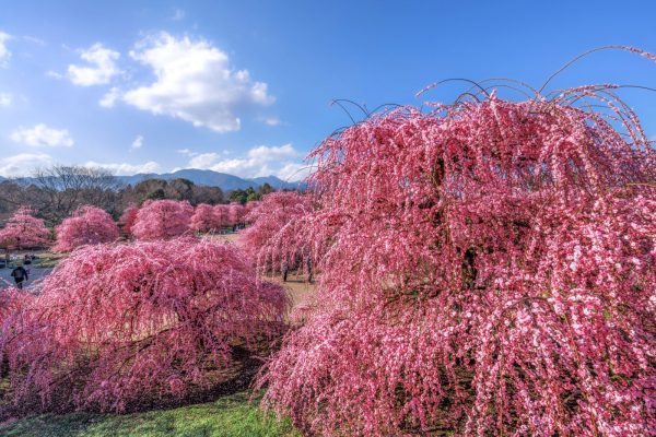 4180 鈴鹿の森庭園のしだれ梅＆桑名はまぐりづくし御膳