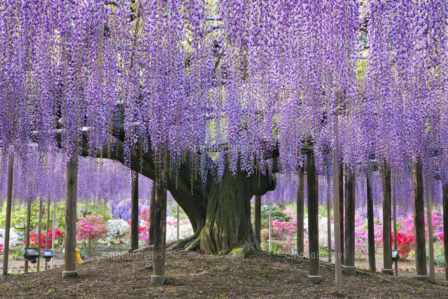 4190 あしかがフラワーパーク『ふじのはな物語～大藤まつり2026～』